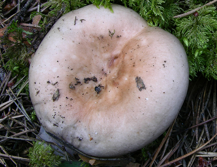 Russula da determinare.